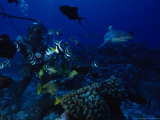 Blacktip Reef Shark, with Diver, Polynesia