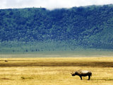 Buy Black Rhinoceros, Ngorongoro Crater, Tanzania at AllPosters.com