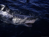 Buy Great White Shark, Surfacing, South Australia at AllPosters.com