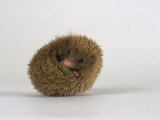Buy European Hedgehog, Albino at AllPosters.com