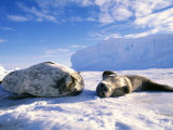 Weddell Seal, Mother & Young Pup, Antarctica