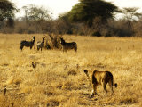 Lion, Stalking Zebra, Tanzania