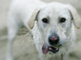 Labrador Retriever, Portrait of Yellow Labrador Retriever Dog with Tongue Out, USA