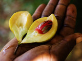 Buy Nutmeg, an Important Cash Crop, Zanzibar at AllPosters.com