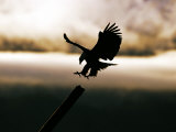 Buy Bald Eagle, Coming in to Land, Alaska, USA at AllPosters.com