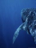 Whale Shark, Swimming, W. Australia