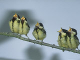 Great Tit, Young
