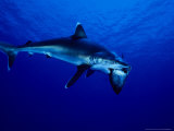 Silvertip Shark, Feeding, Polynesia