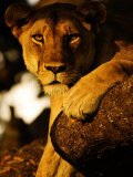Buy Tree-Climbing Lion, Portrait of Lion in Tree, Tanzania at AllPosters.com