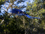 Hyacinth Macaw, Parrot in Flight, Brazil