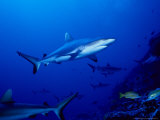 Dagsit Shark, Swimming, Polynesia