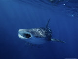 Buy Whale Shark, Feeding, Australia at AllPosters.com