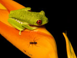 Red-Eyed Tree Frog on Haliconia Flower with an Ant, Costa Rica