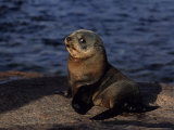 Buy New Zealand Fur Seal, Young, South Australia at AllPosters.com