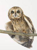 Buy Short-Eared Owl, St. Tiggywinkles Wildlife Hospital, UK at AllPosters.com