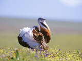 Great Bustard, Male, Extremadura, Spain