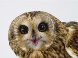 Buy Short-Eared Owl, Asio Flammeus at AllPosters.com