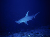 Great Hammerhead Shark, Rangiroa, Polynesia