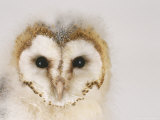 Barn Owl, Portrait of Face