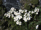 Buy Small White Flowers, Chile at AllPosters.com