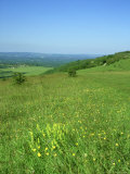Buy Harting Down, Sussex, UK at AllPosters.com