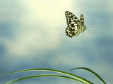 Checkered Swallowtail in Flight