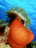 Red Anemone, St. Johns Reef, Red Sea