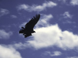 A Condor, Chile