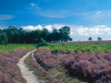 Buy Bell Heather and Ling, Ibsley Common, Hampshire, UK at AllPosters.com