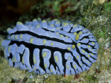 Striped Nudibranch, Fury Shoal, Egypt