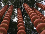 Buy Red Chineese Lanterns Hanging from a Tree at AllPosters.com