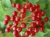 Buy Guelder Rose, Berries, Sussex, UK at AllPosters.com