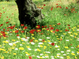 Buy Wild Flowers in Olive Grove, Skiathos, Greece at AllPosters.com