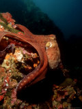Common Octopus, Moving Over Reef, Burma