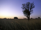 Buy Trees at Sunset, South Africa at AllPosters.com