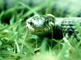 Grass Snake, Hampshire, UK