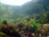 Buy Sea Weeds in Rock Pool, UK at AllPosters.com