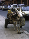 Jackass with Carriage on a Street in Morocco