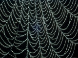 Spiders Webcovered with Dew Early Morning September Sussex