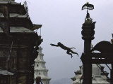 Buy Ape Jumping, Nepal at AllPosters.com