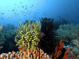 Buy Feather Star, Komodo, Indonesia at AllPosters.com