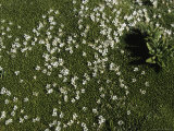Buy Small White Flowers, Chile at AllPosters.com