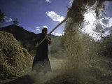 Buy Woman with Straw, Tibet at AllPosters.com
