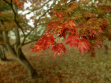 Buy Japanese Maple, Leaves, Sussex, UK at AllPosters.com