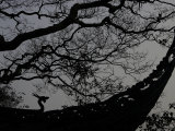 Buy Nature Versus Architecture, China at AllPosters.com