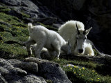 Wild Goats, Boulder
