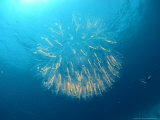 Buy Salp, St. Johns Reef, Red Sea at AllPosters.com