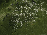 Buy Small White Flowers, Chile at AllPosters.com