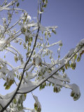 Buy A Tree Covered with Snow, Boulder at AllPosters.com