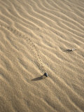 Beetle Leaves Tracks in Sand, Morocco